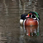 3d开奖结果第142期最新开奖号码已公布 4d5zfw9v