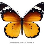 2017年羽毛球全赛季赛事直播精彩回顾 e44kz5d