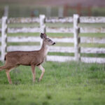 2017温网腾讯直播:巅峰对决全记录 lp8ewuf