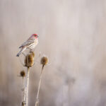 2017年直播行业数据报告:用户规模与市场营收分析 mtqe4cs