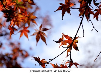 2017环意自行车赛全程高清直播精彩回顾 2017环意自行车赛全程高清直播精彩回顾